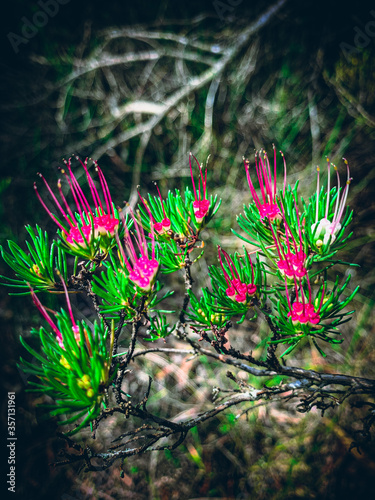 Wild bush flowers growing in the forest