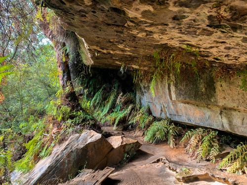Cliff face with ferns growing 