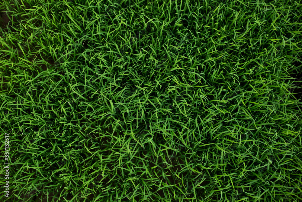Plant or grass and green background Plant or grass and green background