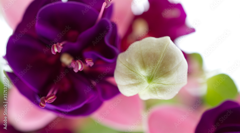 Flowers pastel colours melting together. Purity of flowers for morning soft dreams Flowers pastel colours melting together. Purity of flowers for morning soft dreams