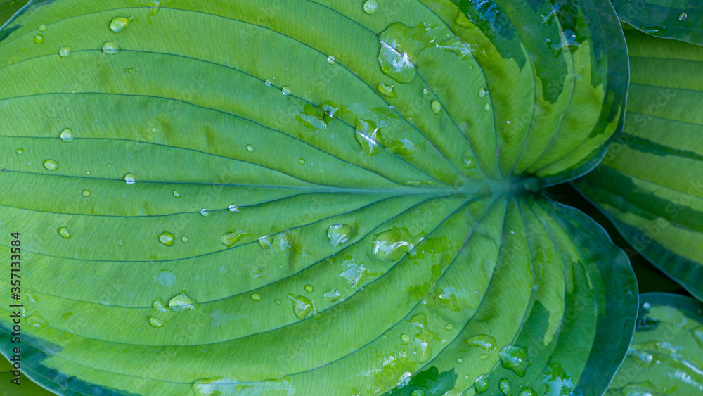Obraz premium Fresh green leaf of a hosta plant with rain drops in the garden during spring, Botanical wallpaper background