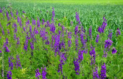 They are an annual herb that grows to 80 cm frequent weeds in the fields at the edges of the roads blooms blue purple pinnate leaves in a dense vegetation cereal field photo