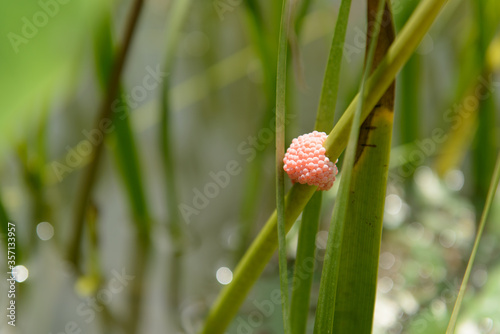 Eggs of Pomacea canaliculata are bright pink in color on the grass in nature, this species is considered to be in the Invasive Alien Species. (Selective Focus) photo