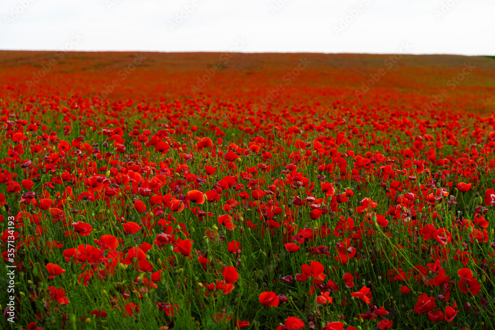 a fiery red poppy field in the vastness of our planet