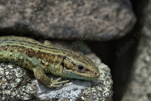 Common Lizard ,Viviparous lizard on a dry stone wall