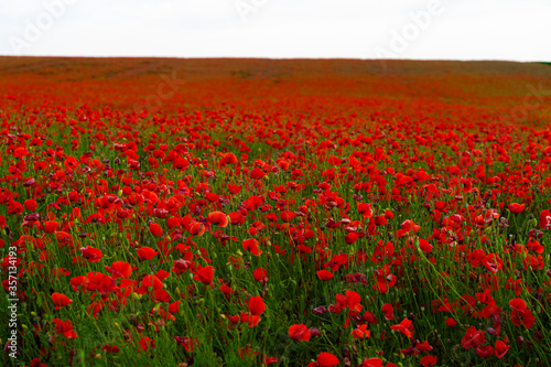 a fiery red poppy field in the vastness of our planet