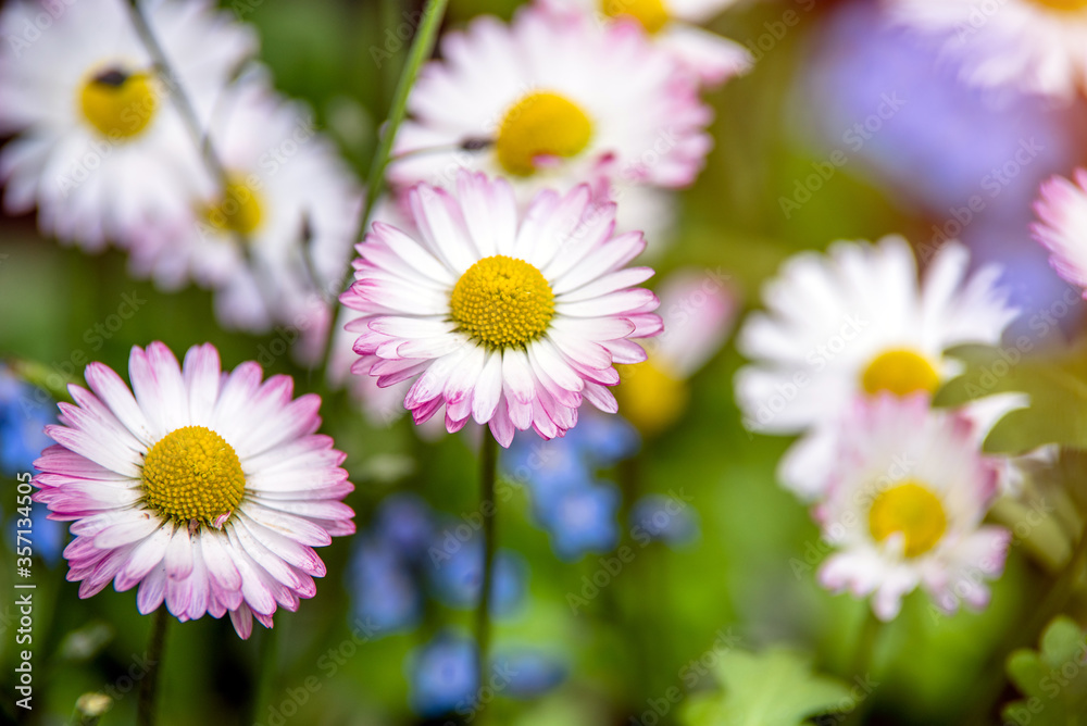 White small daisies blooming on grass background
White small daisies blooming on grass background