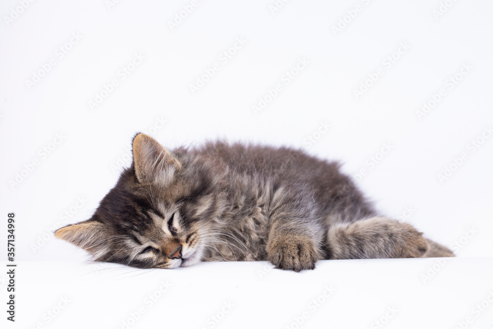 Pet animal; cute tabby kitten, long hair cat