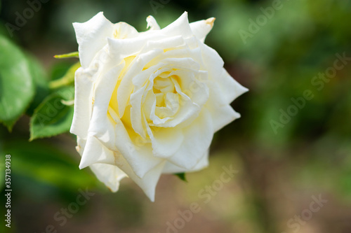 White rose on a blurred background of the garden. Beautiful floral background. The rose is in selective focus. Tenderness and grace. The cultivation of rose bushes.
