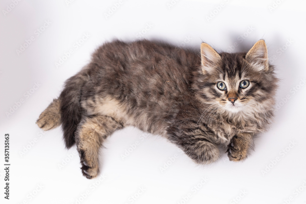 Pet animal; cute tabby kitten, long hair cat