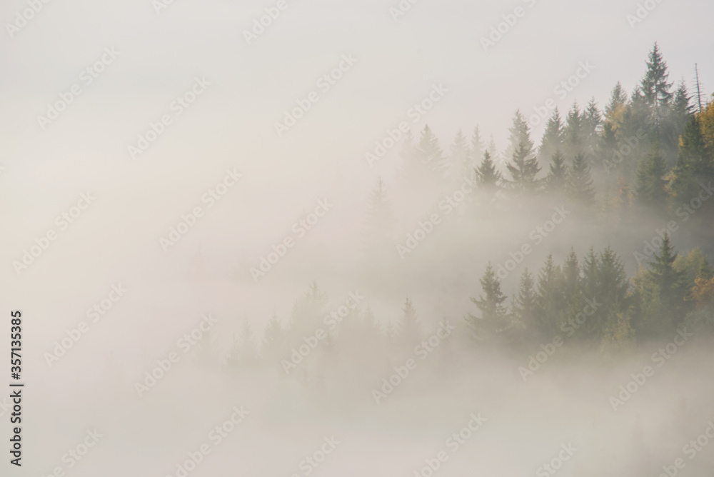 Forest in the morning mist in the mountain. Autumn scene.