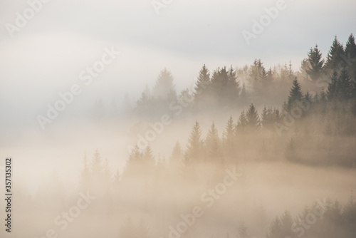 Fototapeta Naklejka Na Ścianę i Meble -  Forest in the morning mist in the mountain. Autumn scene.