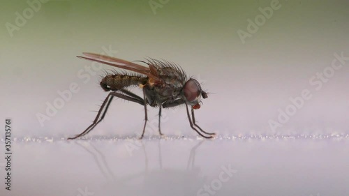 tiny housefly insect in white environment side view fly away