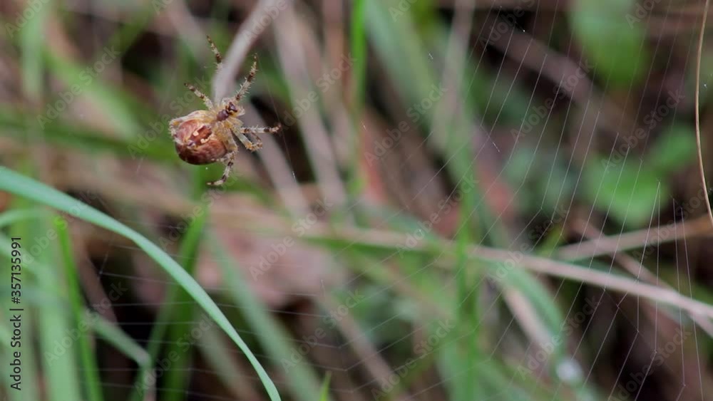 Spider making a web. Danger, hunter, predator. Spider insect behavior. Making a dangerous trap. Spider making a web. Danger, hunter, predator. Spider insect behavior. Making a dangerous trap.