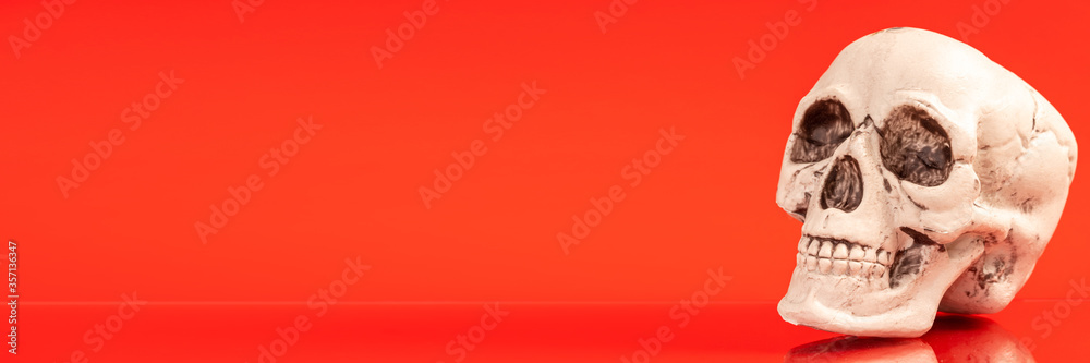Obraz premium Artificial human skull on a colored background.