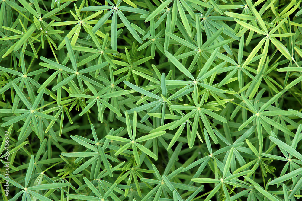 Beautiful lupine (Lupinus) leaves Beautiful lupine (Lupinus) leaves
