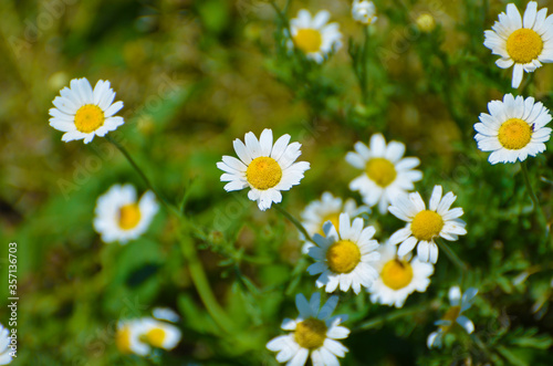 Close-up daisies in green grass  outdoor photo