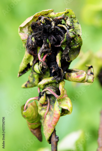 Pear scab is a fungal disease photo