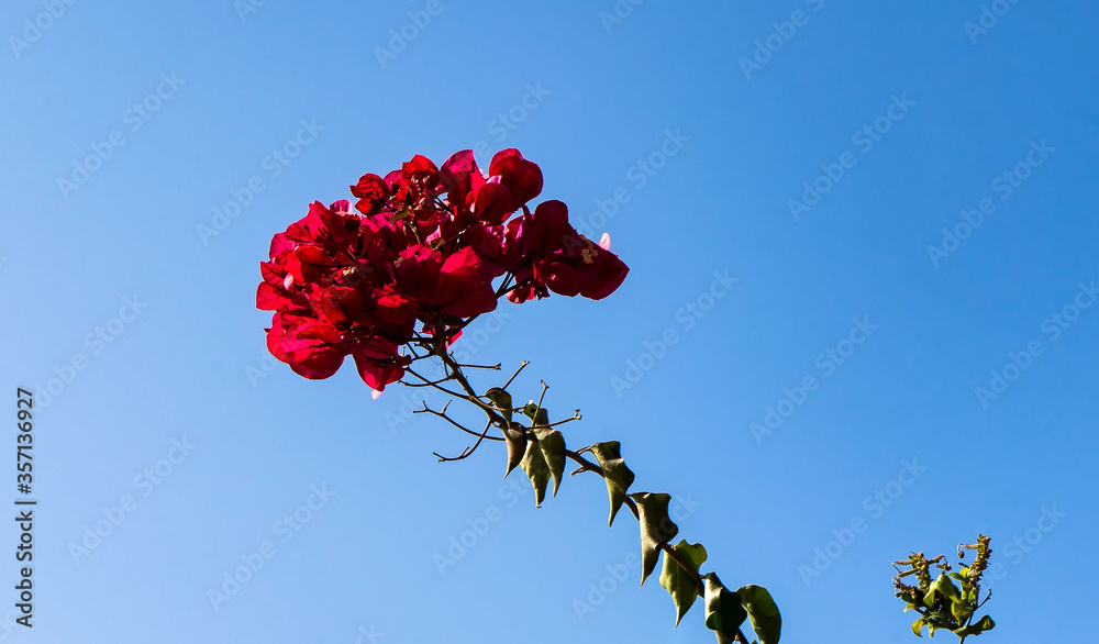Bougainvillea- Blüten
