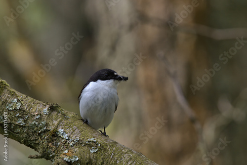 European pied flycatcher ,  Ficedula hypoleuca photo
