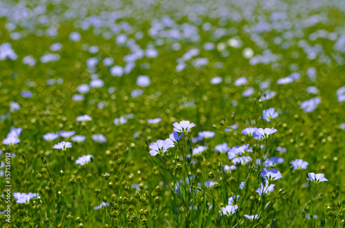 Field full of blue flowers, romantic landscape,photo