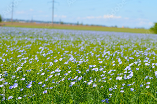 Field full of blue flowers, romantic landscape,photo