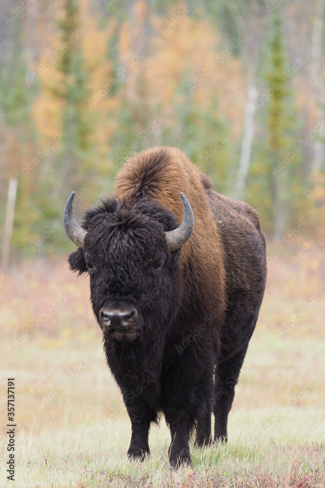 バッファロー　Bison in Wood Buffalo National Park, Canada