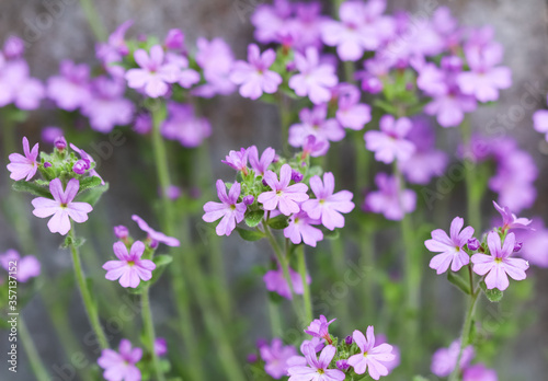 Small purple Erinus alpinus flowers near stone wall. Floral background. © OLAYOLA