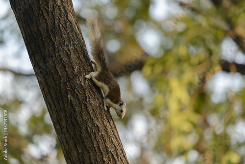 Thai Squirrel climbs the tree in the Wachirabenchathat park, Chatuchak, Bangkok, Thailand... photo