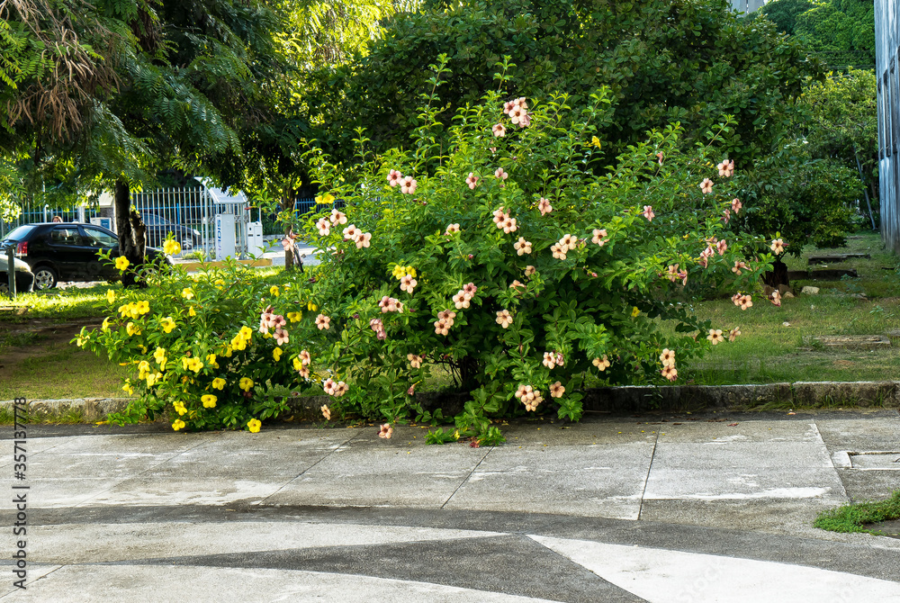 Hibiskusstrauch