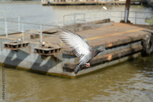 (Stop motion) Focus on one pigeon flying in the air, Blurred focus at the background is Chao Phraya Express boat pier, Bangkok, Thailand.