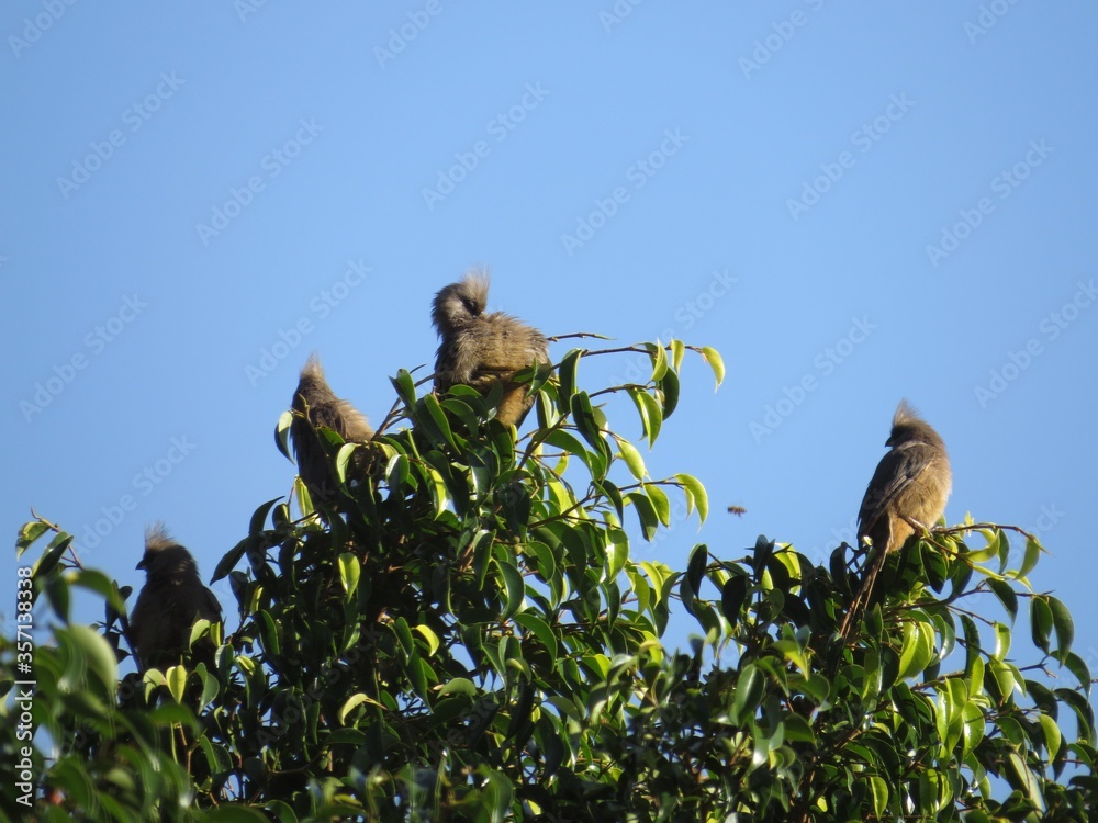 Mousebird, Johannesburg, South Africa, 2018 Mousebird, Johannesburg, South Africa, 2018
