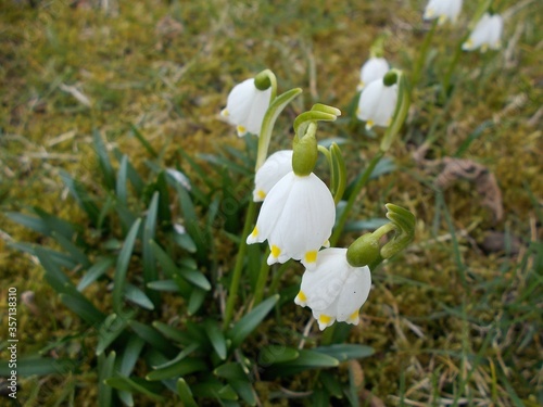 spring snowdrop flowers
