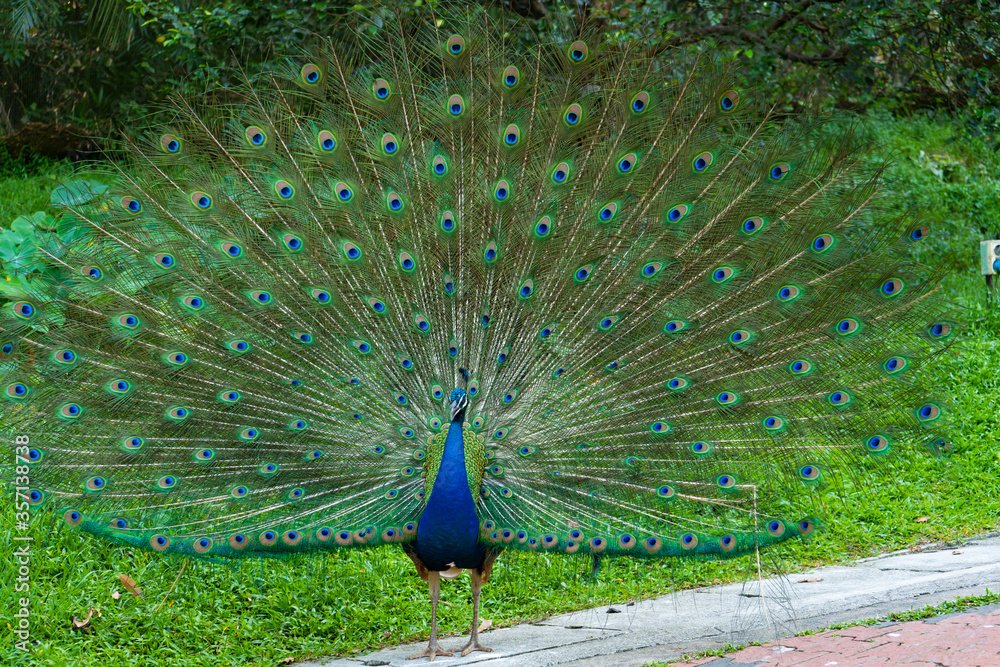 Obraz premium Beautiful well-groomed peacock fluffy a magnificent tail, flirts with a female