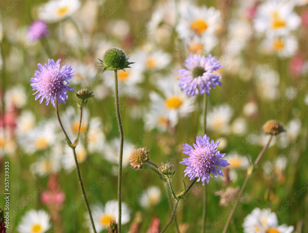 Blume Blume