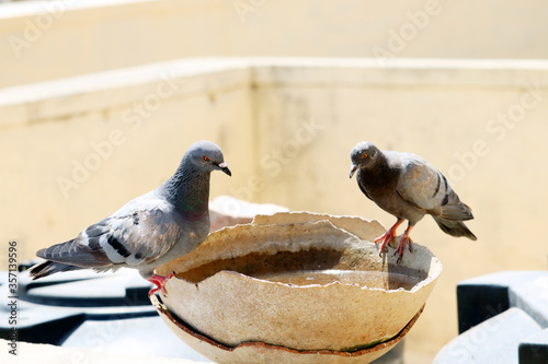 tow pigeon sitting on a broken water pot