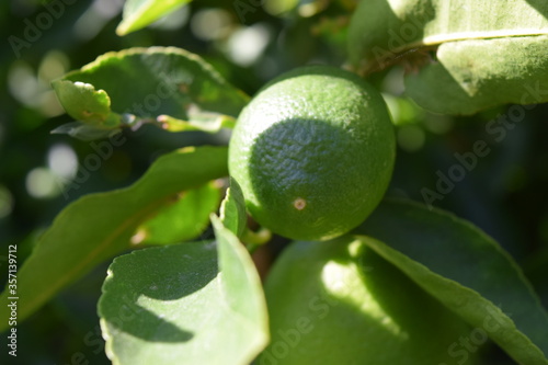Wallpaper Mural Lime close up Torontodigital.ca