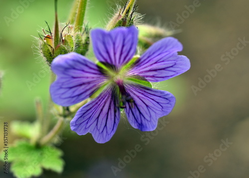 Obraz na płótnie Nahaufnahme einer blauen Malvenblüte