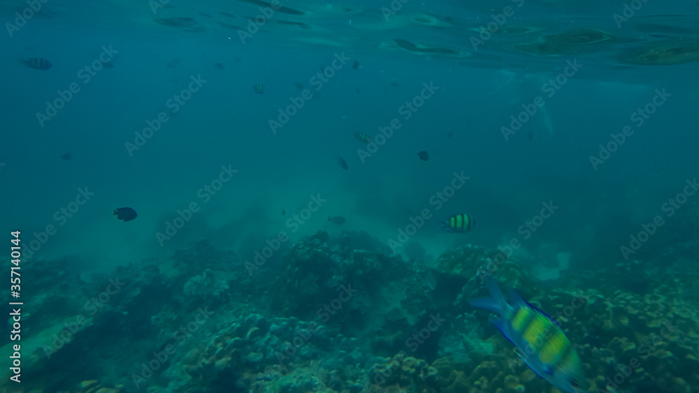 Panoramic scene under water and blue background