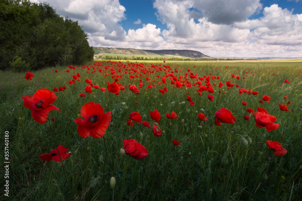 Obraz premium Picturesque huge field with red poppies under the blue sky with white clouds. Beautiful plain countryside summer landscape with blooming poppies and ripening ears of wheat.
