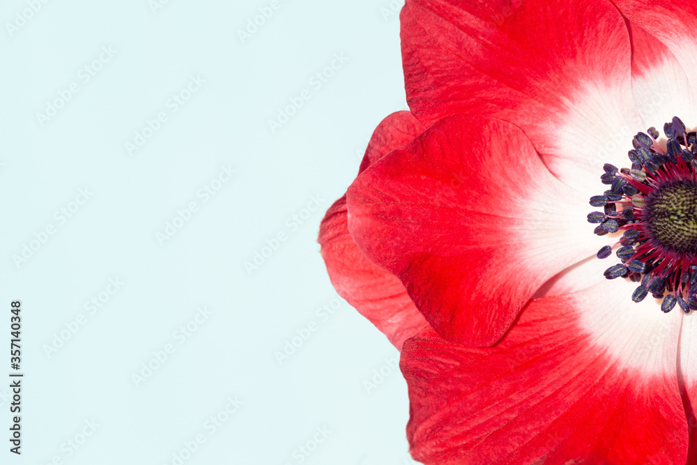 Red anemone flower on light blue background. Macro photography with copy space. - obrazy, fototapety, plakaty 