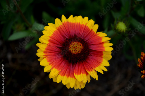 gaillardia aristata bijou Compact, dense perennial, toothed leaf edges. Flowers red edges yellow with a dark center for cutting. It prefers drier soils, not wet. Use in perennial beds, group plantings