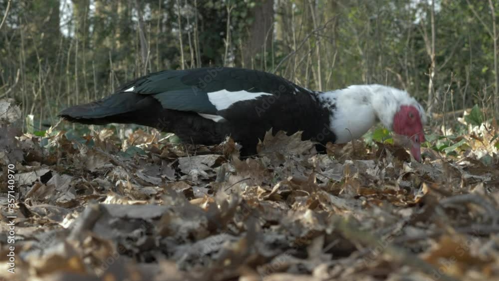 Muscovy duck dabbling between fallen dead leaves, slow motion Muscovy duck dabbling between fallen dead leaves, slow motion