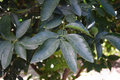 rain drops on the leaves