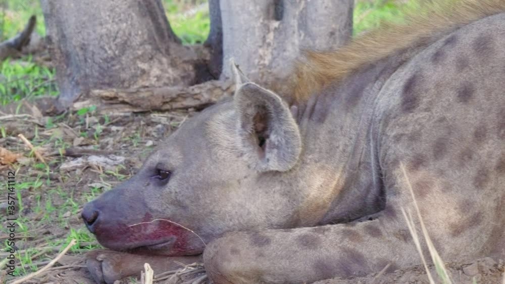 Tired Spotted Hyena lays its head down for a nap. Telephoto close up shot.