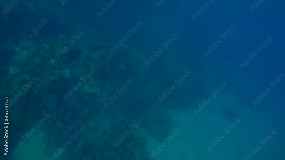 Panoramic scene under water and blue background Panoramic scene under water and blue background