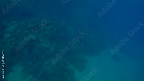 Panoramic scene under water and blue background © Adrian Martinez ph