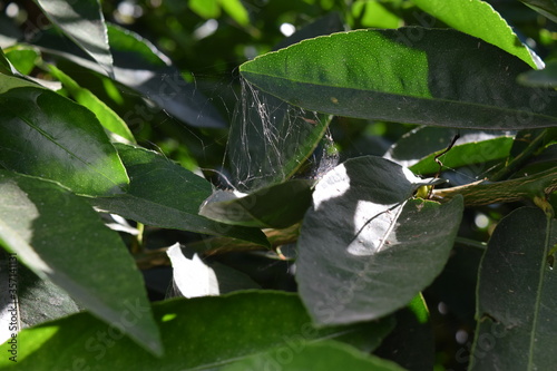 web in leaves