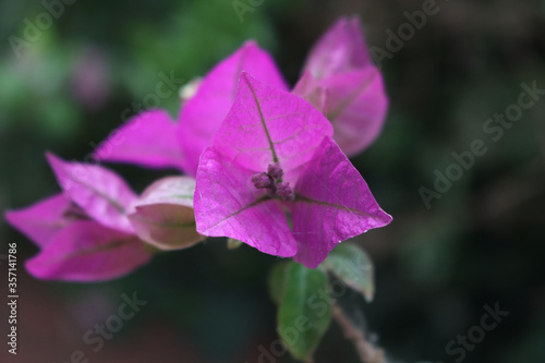 Close-up of Pink Bounganville flowers on branch on selective focus
 photo