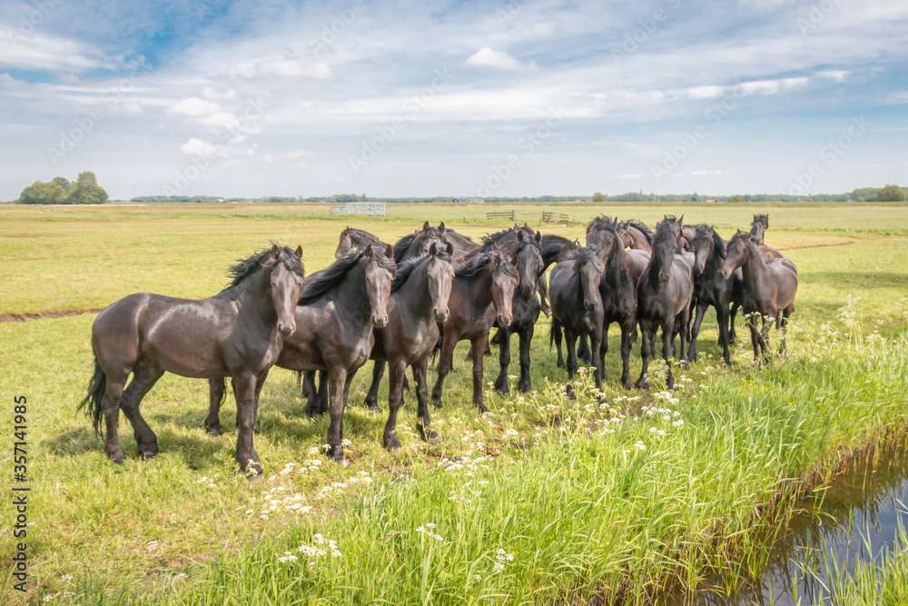 Beautiful black horses in the meadow in the spring in the Netherlands, province Friesland region Gaasterland
Beautiful black horses in the meadow in the spring in the Netherlands, province Friesland region Gaasterland